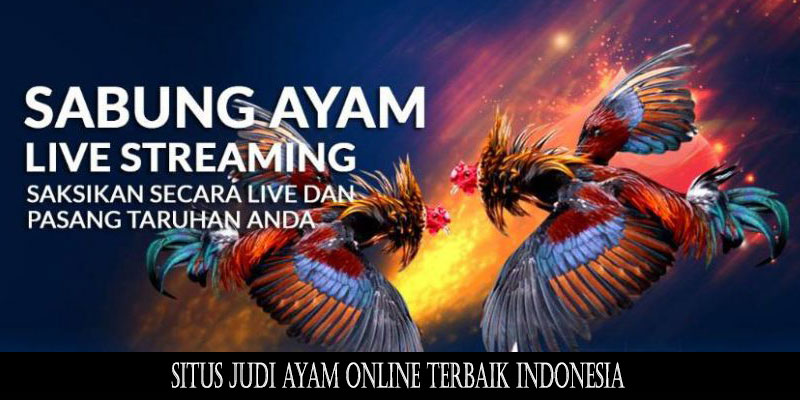 Situs Judi Ayam Online Terbaik Indonesia | Media Poker Indonesia